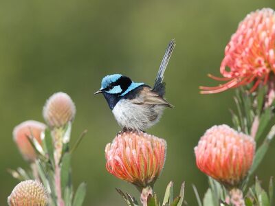 fairywren, plumage, perched, feathers, blue, superb, wren, nature, bird, wildlife, beautiful flowers, australian, birdwatching, beak, pincushion, protea, flower, male, natural, flower wallpaper, songbird, flower background, native, colorful