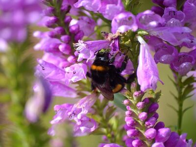 bumblebee, flower, pink, obedient plant, garden, insect, pollination, nature, macro, beauty, purple, summer, hd wallpaper, garden plant, pollinating insect, wildlife, beautiful colors, detail, wallpaper, ecology, calm