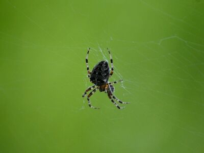 spider, web, insect, macro, prey, nature, focus, horizontal, green, rain, cross, garden, wild, circular, external, calm, blue, disk, detail, composition, natural