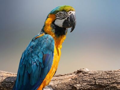 macaw, exotic bird, colorful feathers, nature, zoo, parrot, wildlife, flight, bark, perched bird, blue, yellow, large beak, natural colors, wood, sunny day, wild animal, avian world, intense gaze, amazon