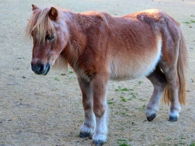 pony, small horse, standing, pasture, mane, animal, cute, pet, horse, foal, paddock, brown, coat, gentle, calm, its, natural setting, outdoor, beautiful, mature, friend