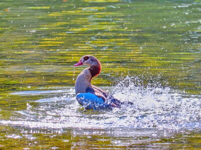 duck, water, swimming, nature, bird, duckling, lake, autumn, wild, fountain, ripples, dripping, waves, reflection, outdoor, playful, water surface, splash, morning, natural habitat