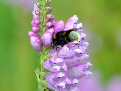 bumblebee, flower, nature, insect, macro, obedient plant, pink, pollination, detail, nature wallpaper, summer, close-up, wildlife, green, plants, wildflowers, garden flowers, tier, gelenkblume, etagenerika, blüte, lippenblütler, physostegia virginiana, nahaufnahme