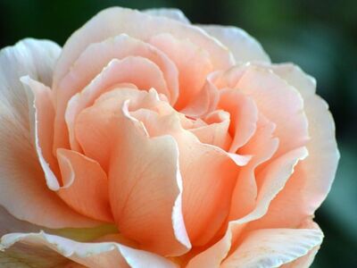 rose, apricot color, flower, garden, close-up, nature wallpaper, petal, beautiful rose, flora, natural beauty, romance, delicate, spring, color palette, elegance, charming, inspiration, fragility, nature theme