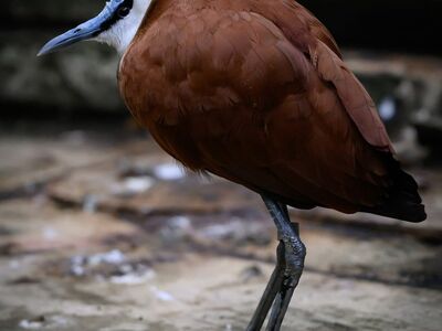 bird, nature, wild, birdwatching, ornithology, bird habitat, close-up, brown feathers, standing bird, water bird, zoo, black and white stripes, natural environment, head coloring, beak, aquatic environment, ground, lazy, person sitting