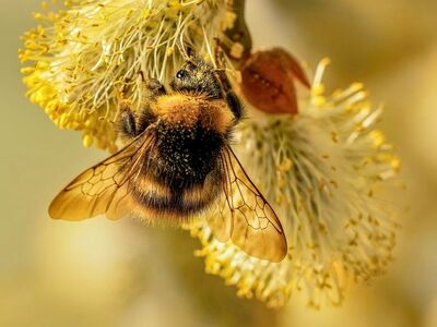 bumblebee, flower, nature, macro, pollination, spring, willow, yellow, flower wallpaper, catkin, close-up, insect, beautiful flowers, flower background, pollen, breeze, biodiversity, ecosystem, beekeeping, wildlife, antenna, wing