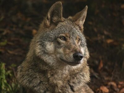 wolf, nature, wild, animal, wolf-like, predator, mammal, forest, in nature, wildlife, fur, close-up, evening, serious, strong, solitary, shedding, mountain area, primordial