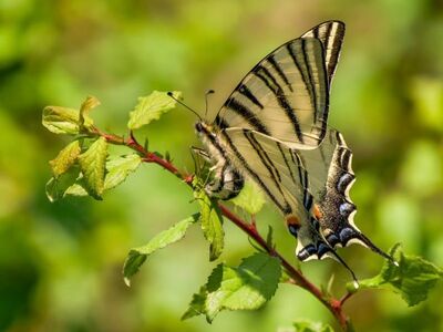 butterfly, nature, insect, macro, wing, plant, fauna, leaf, garden, close-up, outdoors, nature scene, grass, peace, beauty of nature, colorful, freedom, summery, season, natural beauty