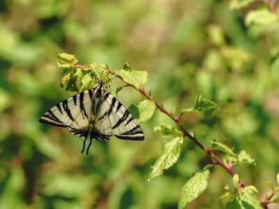 butterfly, nature, insect, close-up, wings, plant, butterfly wings, branched, summer, outdoor, black and white stripes, leaves, details, natural environment, symmetry, beauty of nature, wide shot, camouflage, blossom, lighting conditions