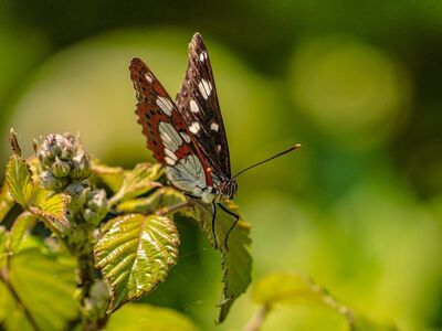 butterfly, insect, nature, macro, leaf, animal kingdom, wing, close-up, bokeh, light, close-up of fauna, natural beauty, detail