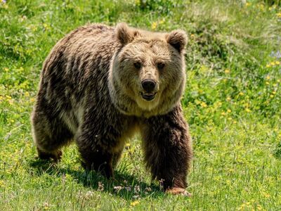 bear, nature, wild, mountains, grass, animal, mammals, flower wallpaper, summer, brown bear, furry, park, teddy, conservation, wilderness, open space, beautiful flowers, bear sanctuary, flowers, ecosystem, flower background, species, traditional, european