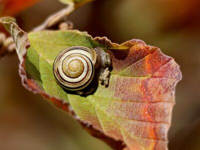 snail, leaf, wilted, nature, close-up, green, autumn, shell, garden, natural world, autumn colors, biology, herbivore, ecology, yellow, leaf color, variegated, background, details, elegant