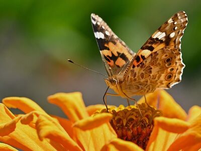 butterfly, zinnia, nature, close-up, bright orange, color, wing, flower, summer, garden, photography, beauty, details, composition, macro photography, animal, insect, pollination, environment, life cycle