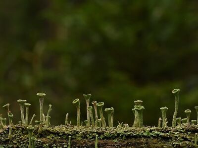 lichen, trumpet lichen, forest, moss, nature, autumn, close-up, green, forest floor, tree stump, mossy, environment, natural texture, ground, biotope, ecosystem, organic material, ecology, forest ecosystem