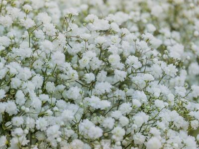 flowers, full hd wallpaper, beautiful wallpaper, desktop backgrounds, baby's breath, free background, white flowers, nature, flower background, bouquet, delicate flowers, windows wallpaper, wallpaper hd, 4k wallpaper, spring flowers, wallpaper 4k, free wallpaper, beautiful flowers, romantic, blooming, elegant, citrus scent, mac wallpaper, decoration, flower wallpaper, hd wallpaper, wedding flowers, fresh flowers, floral pattern, softness, 4k wallpaper 1920x1080, abundance, background, laptop wallpaper, floristry, cool backgrounds, gentle fragrance