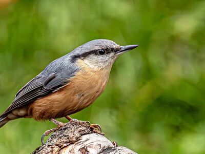 nuthatch, bird, nature, wild, branch, feathers, bokeh, birdwatching, perched, wildlife photography, unidentified bird, ecosystem, green color, gray color, orange color, botany, attention, log background, ornithology, biology, Hungary, Budapest