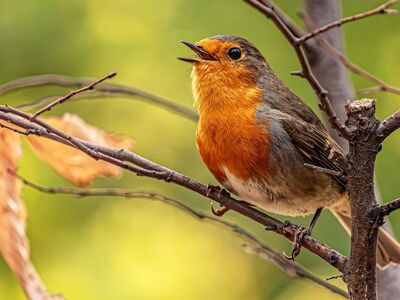 european robin, robin, laptop wallpaper, singing, open beak, nature, background, nature photography, mac wallpaper, windows wallpaper, free wallpaper, wallpaper hd, orange breast, cool backgrounds, songbird, wildlife, branch, hd wallpaper, perched, desktop backgrounds, animal, 4k wallpaper, bird, wallpaper 4k, free background, forest, bokeh effect, 4k wallpaper 1920x1080, full hd wallpaper, green, fauna, feathers, breathing, beautiful wallpaper, ornithology, Hungary, Budapest