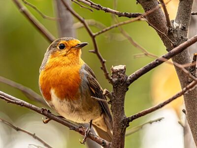 european robin, bird perch, orange breast, songbird, feather colors, animal species, nature, autumn, forest, branch, bird companion, avifauna, wildlife, ornithology, bird world, birdsong, nature photography, ecosystem, bird behavior, bokeh effect, Hungary, Budapest