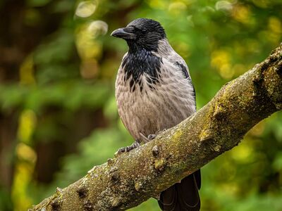 crow, tree, nature, cool backgrounds, forest, wildlife, beautiful wallpaper, branch, bird, green foliage, corvid, beautiful nature, beak, free background, desktop backgrounds, hd wallpaper, nature wallpaper, feathered, 4k wallpaper, 4k wallpaper 1920x1080, full hd wallpaper, background, grey, black, details, laptop wallpaper, wild, ornithology, nature background, windows wallpaper, mac wallpaper, close-up, wallpaper 4k, free wallpaper, wallpaper hd, fresh, wallpaper, Hungary, Budapest