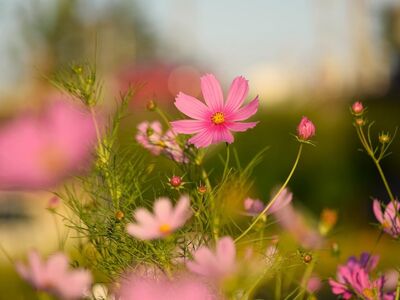 flower, garden, cosmos, pink, free wallpaper, november, nature, sunny, background, windows wallpaper, wallpaper, floral background, bright, wallpaper 4k, summer, wildflower, hd wallpaper, blooms, wallpaper hd, beautiful wallpaper, beautiful nature, 4k wallpaper 1920x1080, flower background, desktop backgrounds, vibrant pink, nature background, laptop wallpaper, nature wallpaper, flower wallpaper, contrast, cool backgrounds, full hd wallpaper, beautiful flowers, autumn, 4k wallpaper, free background, mac wallpaper, outdoor, idyllic, beauty, blurred
