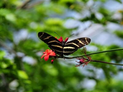 butterfly, nature, insect, flower, pollination, summer, butterfly wings, wings spread, environment, color, red flower, garden, orange flower, macro photography, natural beauty, blurred background, black stripes, fluttering