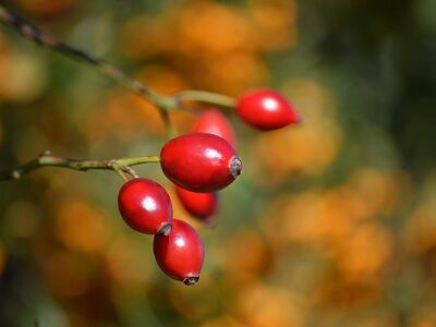 rosehip, fruits, nature, red, berries, background, macro, ripeness, autumn, garden, botany, twig, plant, nature wallpaper, light effect, sprout, ecology, wild rose, flower bed