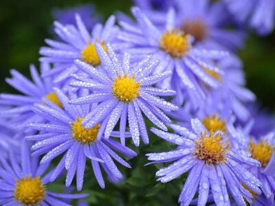 purple flower, morning dew, water droplets, nature, autumn flower, nature wallpaper, garden flower, perennial, asters, natural beauty, insects on flowers, wet flowers, fern, green background, freshness, ornamental plant, beautiful blooms, botany, blooming, ecological
