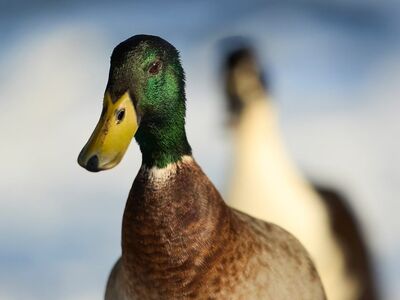 wild duck, winter, feathers, neck, green color, wildlife, snow, head, duck bill, natural world, animal portrait, wild birds, waterfowl, drake, nature, outdoor photography, speculum, natural habitat, ornithology, sunset, run