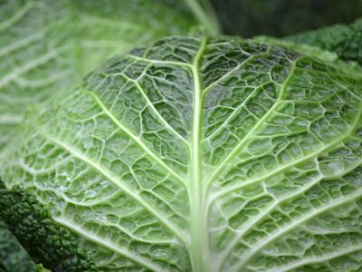 cabbage, healthy, vitamins, vegetable, green, leaves, texture, agriculture, fresh, winter vegetable, organic, nature, healthy diet, tasty, salad, nations, farmers market