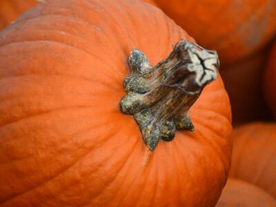 pumpkin, harvest, organic, fresh, vegetable, autumn, halloween, decoration, healthy, autumn theme, cucurbita, embellishment, autumn harvest, farming, pumpkin carving, autumn beauty, eco-friendly, natural product, plant-based