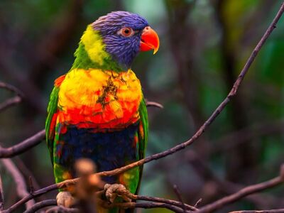 rainbow lorikeet, colorful bird, exotic bird, colorful feathers, wild fauna, tree branches, natural environment, sitting bird, bright colors, ornithology, sunlight, native species, little bird, yellow, nature, parrot, green, orange, wilderness, jungle