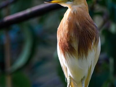 bird, nature, animal world, ornithology, feathers, birdwatching, wild, tree, sitting, fauna, nature background, ecosystem, daylight, balance, peaceful, observation, calm scene, natural habitat, green leaves