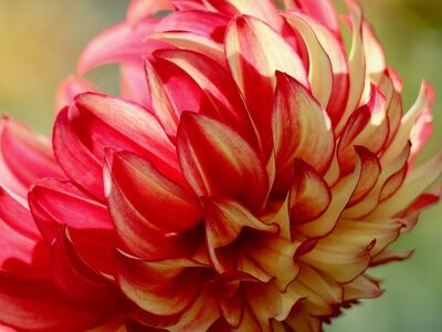 dahlia, flower, petals, bicolor, nature, macro, beauty, red, yellow, summer, detail, garden, showy, symmetry, precious, elegance, reddish, background, natural, shade