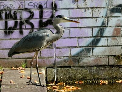 heron, birds, water, graffiti, brick wall, autumn, leaves, gray, tree, riverbank, wildlife, urban environment, floating, urban canal, nature in city, sunlight, silence, solitude, bird on ground, fallen leaves
