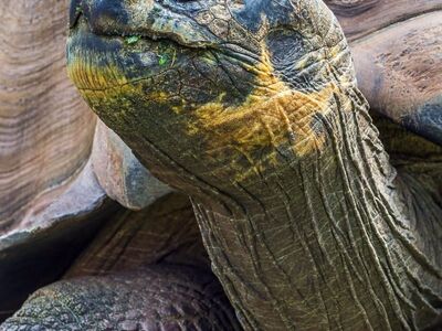 tortoise, galapagos tortoise, zoo, nature, old, reptile, mature, tortoise shell, slow, giant tortoise, wildlife, asian zoo, scales, land tortoise, south america, turtle, dry environment, habitat, explore, biology