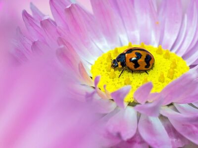 ladybug, flower, flower background, nature, purple color, yellow flowers, macro photography, flower wallpaper, insect, kings park, macro insect, macro ladybug, flower macro, nature details, telephoto lens, pastel colors, bright, tiny detail, beautiful flowers, biology, color harmony, spring, Kings Park, Western Australia, Australia