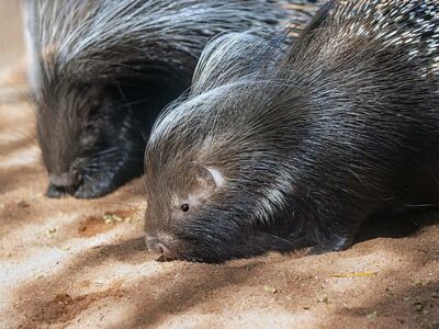 porcupine, animal, zoo, cute, prickly, crested porcupine, impact, sand, fur, cape porcupine, africa, skin, animal fur, creature, surface, nature, soil, african, natural habitat, wildlife, zoological