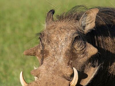 warthog, african wildlife, wild boar, mammals, wild nature, green grass, large tusks, natural habitat, african savanna, nature, wild animals, wilderness survival, ecosystem, nature reserve, land animals, freerange animals, biodiversity, safari, conservation, wildness