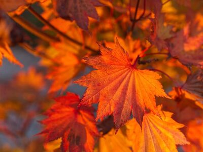 autumn, free wallpaper, leaves, orange, mac wallpaper, red, 4k wallpaper, nature, autumn leaves, close-up, cool backgrounds, 4k wallpaper 1920x1080, bright, warm colors, desktop backgrounds, natural beauty, seasonal, beautiful wallpaper, outdoor, background, wallpaper 4k, laptop wallpaper, soft color palette, hd wallpaper, free background, outdoor photography, nature in autumn, windows wallpaper, full hd wallpaper, leaf details, color shades, wallpaper hd, natural motifs, beauty of natural shapes