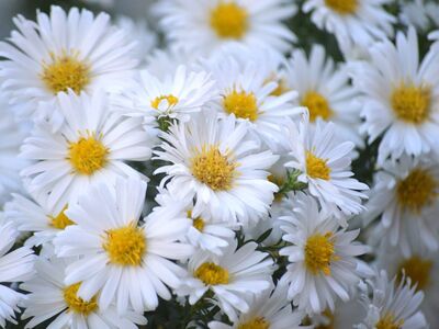 flowers, white flowers, bright yellow center, nature, autumn flower, aster, ornamental plant, chrysanthemum, nature wallpaper, autumn motif, autumnal decoration, horticultural plant, autumn, inflorescence, seasonal plant, petals, insect-friendly, garden, flower photography, decorative flower