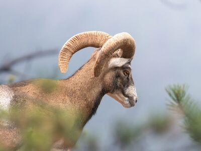 mouflon, nature, winter, mammal, animal, wild, fauna, ram, snowfall, unique, landscape, natural beauty, wildlife, fallen pine needles, mountains, natural habitat, tranquility, natural surroundings, green, fresh air