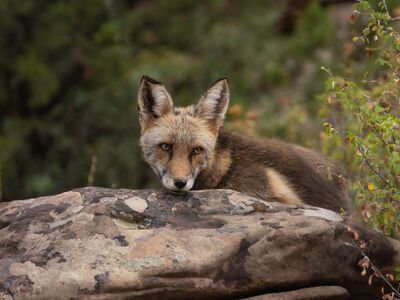 fox, wildlife, mammal, nature, fur, predator, rock, bushes, fauna, wild, sitting, resting, animal, animal kingdom, wilderness, daylight, normal, thick fur, calm, reddish-brown