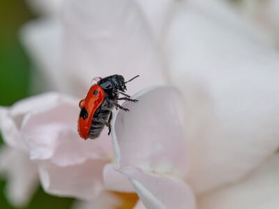 nature, flower background, ladybug, flower, macro, insect, flower wallpaper, red, black, garden, petal, nature close-up, wildlife, close-up, beetle, beautiful flowers, wings, blurred background, pink, anther, spots, no people, white