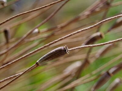 nature, plant, poppy, wilted, dry, close-up, dried flowers, summer plants, stems, seed pods, blurred background, macro photography, ribbed leaf, autumn atmosphere, brown tones, minimalist composition, natural texture, curved, subtle elegance