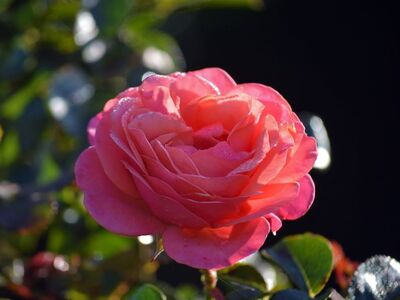 rose, flower, petal, droplet, dew, drop, nature, love, romance, valentine, affection, beauty, close-up, garden, natural decoration, red rose, valentine's day, illuminated, fresh, pink color