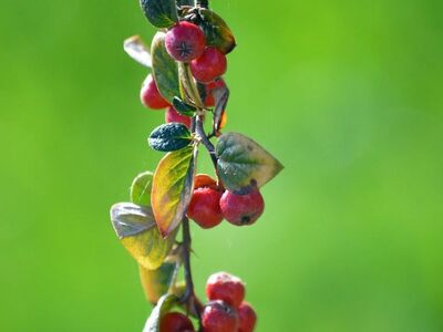 berries, red berries, cotoneaster, leaves, nature, green background, autumn, botany, branch, ornamental plant, close-up, beauty, plant, gardening, ecology, charm, garden, natural beauty, better view