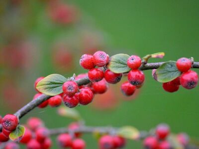 red berries, cotoneaster, green leaves, shrub, autumn, nature, horticulture, blurred background, natural color, ornamental shrubs, fruit, garden design, high resolution, macro photography, simplicity, botany, wild fruits, simple design, chestnut color