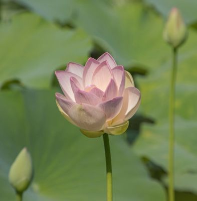 lotus, flower, petals, bloom, pond, leaves, serenity, natural, beauty, winter calm, lotus flower, pink, yellow, summer, zen, harmony, water plant, garden, botany, meditation