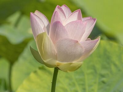 lotus flower, pink petals, bloom, garden, nature, zen, calm, leaves, lotus pond, asian culture, harmony, purity, summer breeze, floral, ethereal, beauty, water feature, zen garden, relaxing, botany, meditation