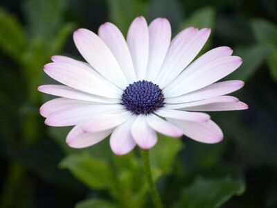 flower, white, purple, cape daisy, beautiful flowers, flower background, cape marigold, paternoster, blooming, garden, outdoors, plant, simple beauty, macro, green, details, central, nature, lighting, blossom, flower wallpaper, close-up photo, decorative